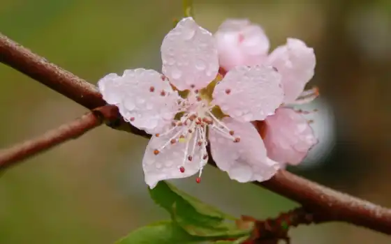 drop, роса, цветы, весна, лепесток, makryi, розовый, branch