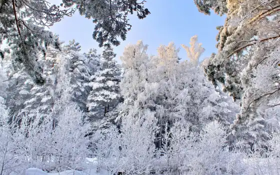 winter, снег, дерево, ukraine, природа
