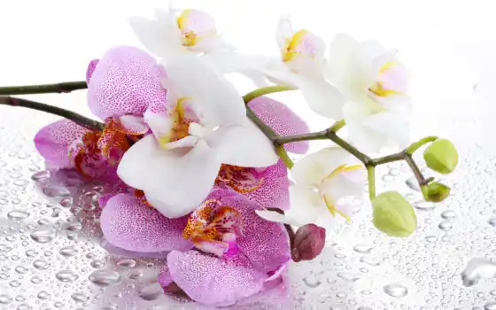 орхидея, цветок, белые, фиолетовые, лепестки, вода, капли, 