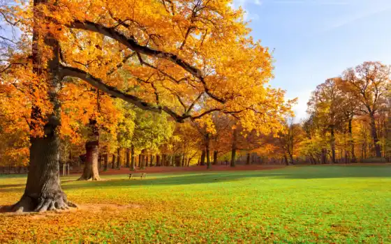 park, пейзаж, autumn, природа, scenery, деревья, листья, трава, resolution, download, 
