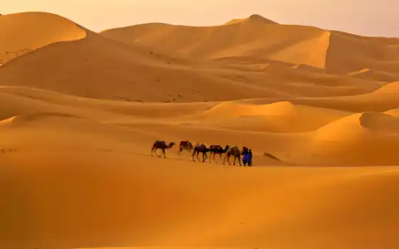 пустыня, пустыни, сахара, караван, пустыне, песок, верблюды, 