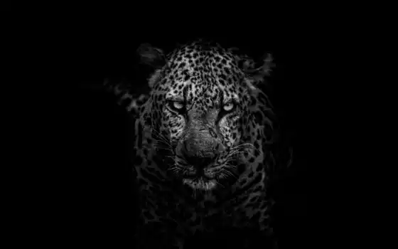 лелекард, черные, морда, фелин, jaguar, биг, животное, тигр