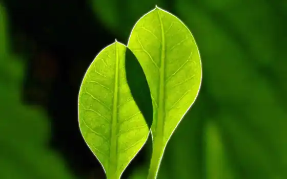 ion, leaf