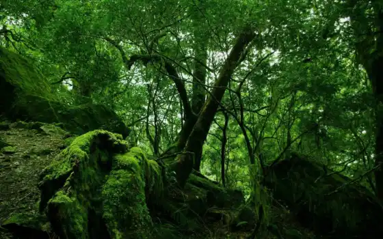 лес, деревья, зелень, природа, мох, дремучий, камни, ветки, ветви, цвет, 