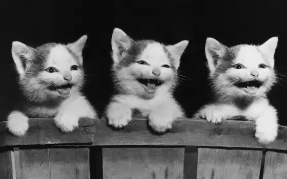 три, котенка, смея, классные, обои, вкусные, забавные, милые, кошки, породы, все,