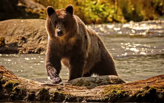 медведь, животные, река, браун, 