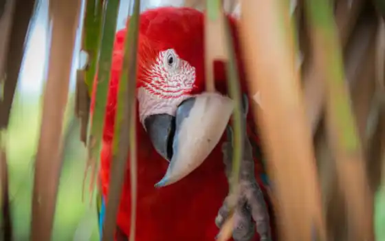 macaw, red, профилактика, башмака, ara, значок,