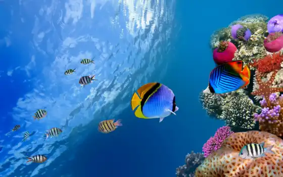 рыбки, world, underwater, тропические, fish, ocean, аквариум, заставки, морские, 