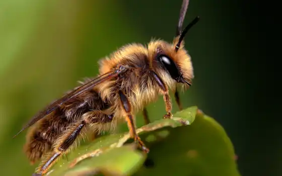 пчелка, макро, красивые, укусила, пчелы, пасеки, ульях, 