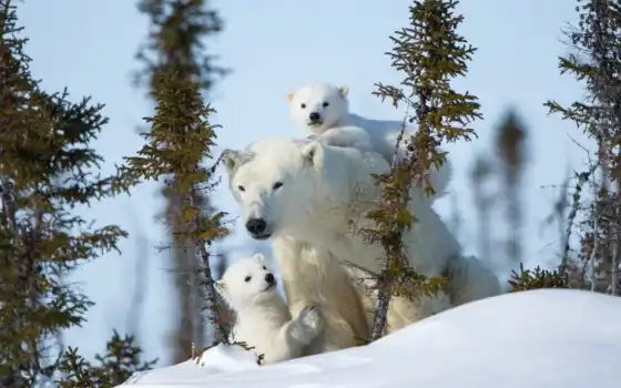 полярный фон, медведи, медведи, медведь, медведь, ливень, зима,