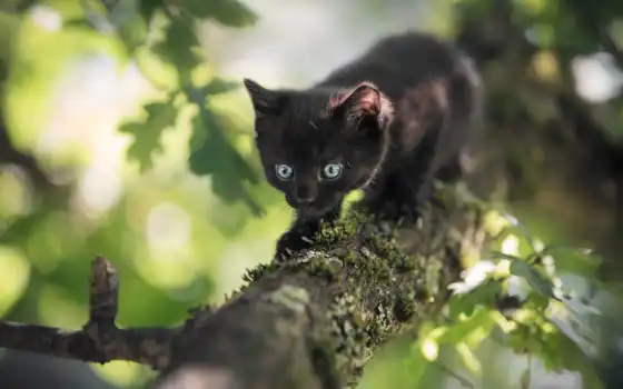 серый, котенок, черный, чешский, синий, животное