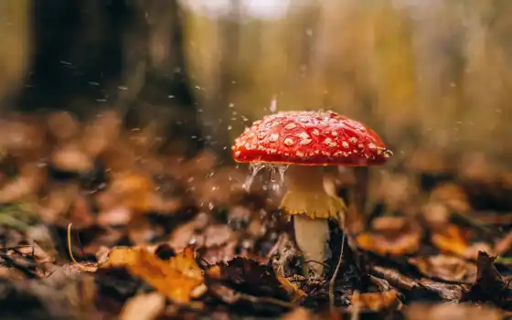 осень, landscape, природа, drop, natural, mushroom, narrow, лист
