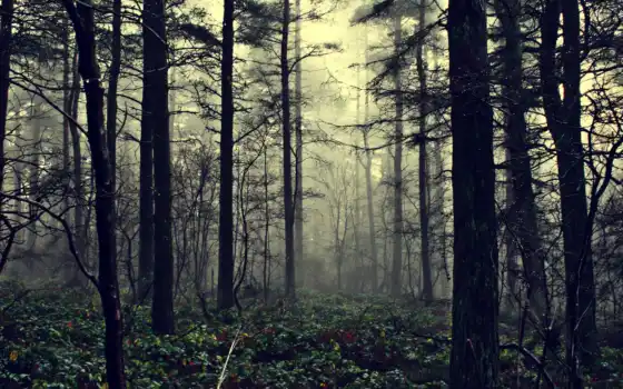 лес, природа, туман, 