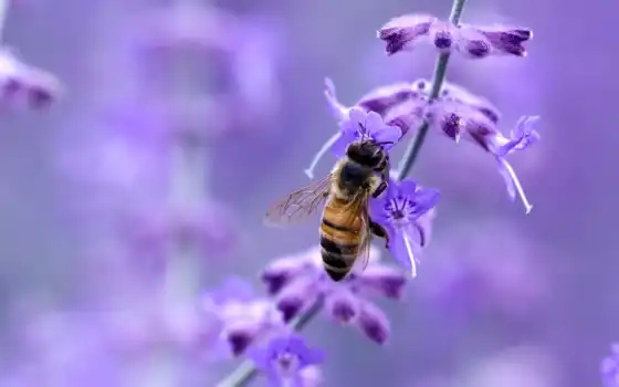 пчелка, фотографий, насекомые, нашем, 