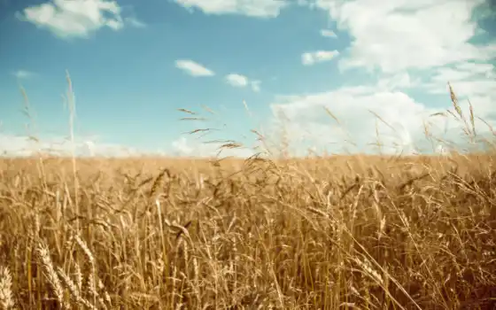 поле, пшеничное, урожай, золотистый, 