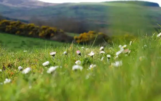 поляна, весна, природа, зелёный, cvety, трава, макро, поле, растения, размытость, summer, 