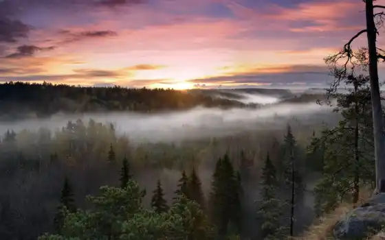 финляндская, национальная, парк, ноу, лес, ручка, род, северное, северное,