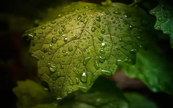 water, drop, leaf, drops, зелёный, blue, дождь
