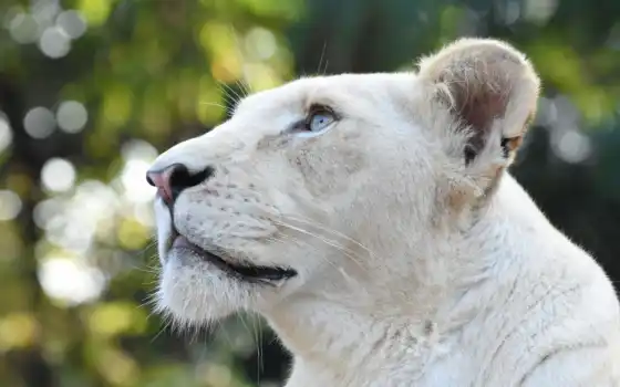 pantalla, blanco, кабеза, leone,foto, льв, белый, животное, leona, animale