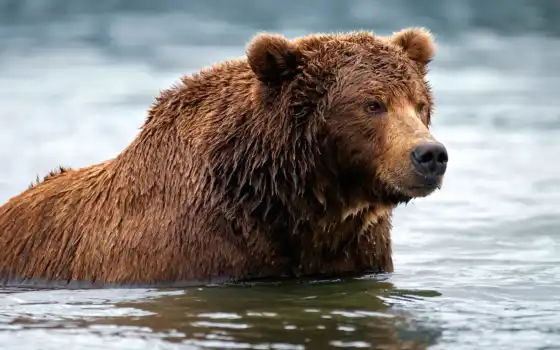 медведь, браун, животное, вода, влажная, река, гризли