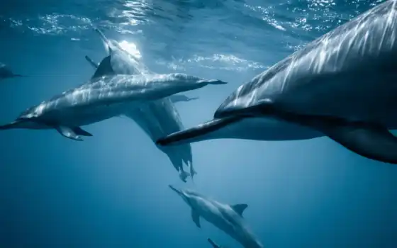 дельфин, акула, afraid