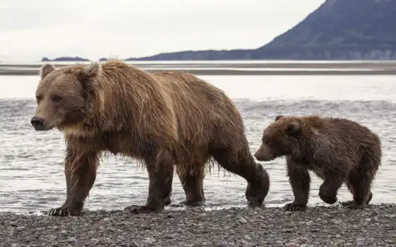 медведь, собака, аляска