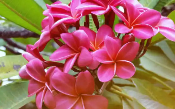 цветы, франжипани, сантеник, растение, розовый