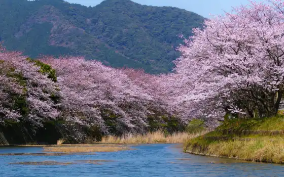 весна, япония, Сакура, цветение, река, город, 