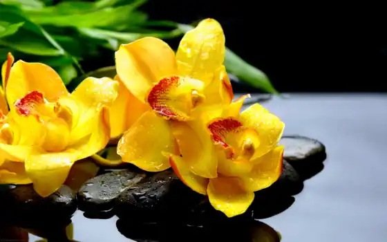 орхидея, деканка, желтый, фотороби, цвет, цвет, падение, рубль