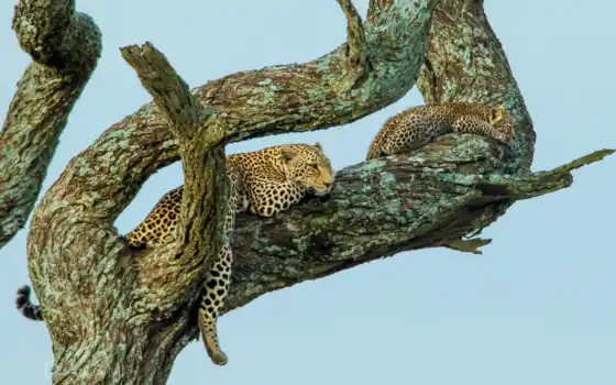 леопард, рептилия, животное