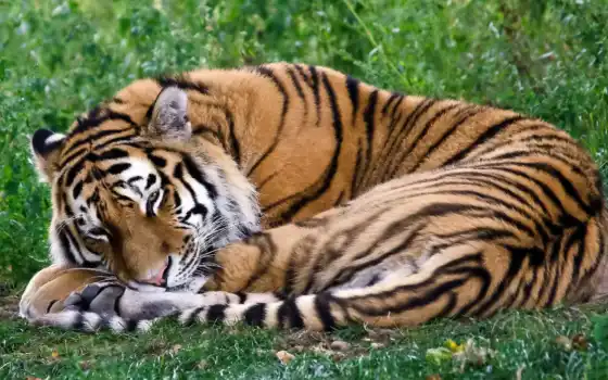 тигр, лежит, спит, свернулся, калачиком, картинка, картинку, 