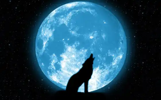 волк, луна, луну, вой, волки, воет, красиво, красивые, звезды, 