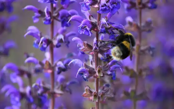 cvety, пчелка, макро, насекомое, bumblebee, весна, сиреневые, цветы, полевые, branch, 