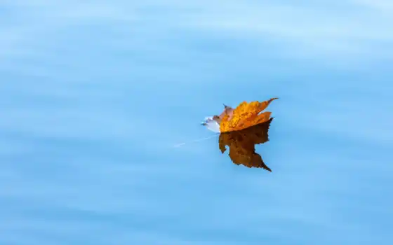 leaf, maple