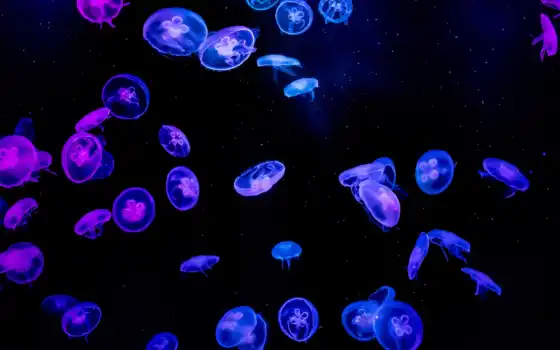 медузы, черные, синие, темно-синие, вода