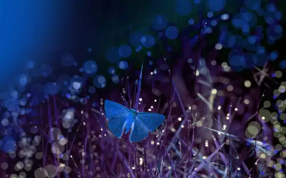 бабочка, ночь