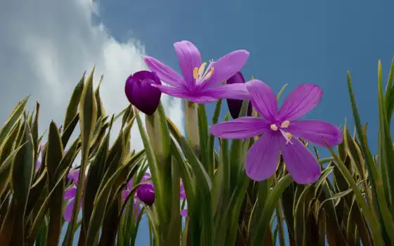Цветы, фиолетовый, природа