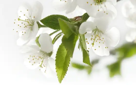 белые, лепестки, яблоня, цветет, картинка, whiteflower, цветы, рожденья, день, весны, теплом, запахло, открытка, марта, праздники, 