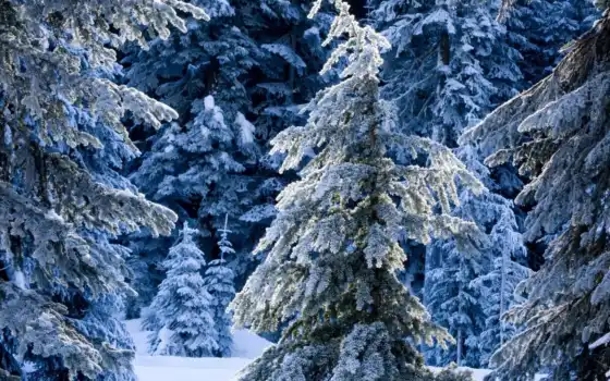 зима, анимация, лес, кб, гиф, великолепные,