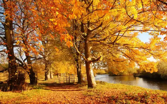 осень, природа, дерево, река, лес