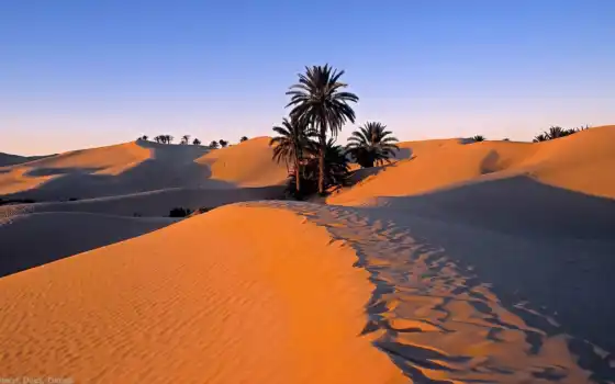 пустыня, африка