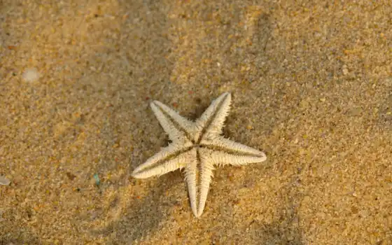 песок, море, купить, 