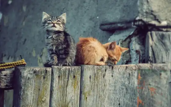 ,кошки,котики,забор,котята,
