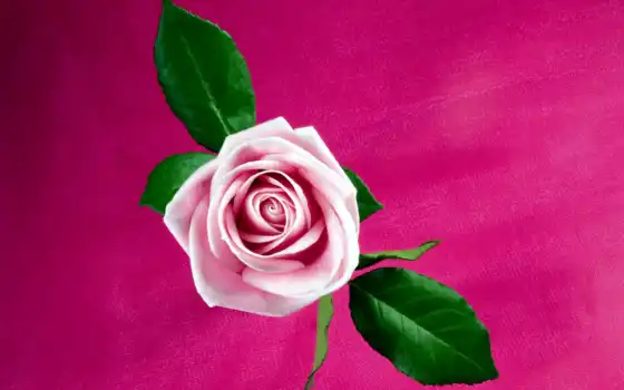 роза, розовый, free, природа, 