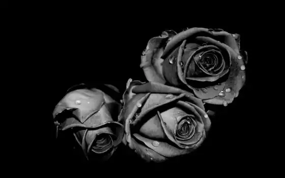 большой, черный, роза, монохромный, цветы, вода, капля, черная