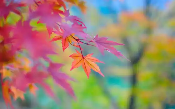осень, тона, япония, природа, 