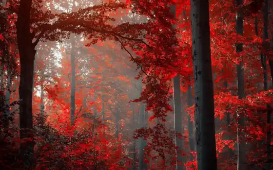 осень, красный, лес, ливан, красная, лесная,
