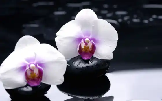 орхидеи, восхитительные, черные, гладкие, белые, старые,