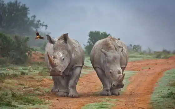 носорог, а, амахала, игра, два, заповедник, идти, носорога, южный, слон