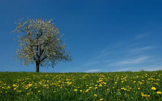 цветы, трава, луг, весна, небо, дерево, одуванчики, картинка, 